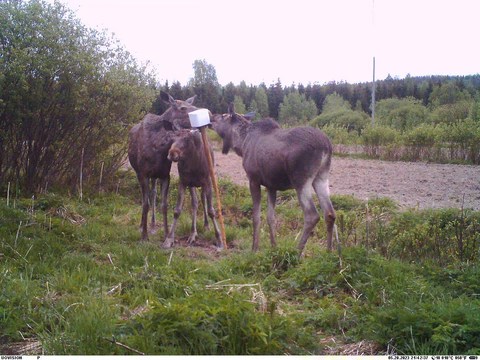 Perhetapaaminen toukokuun 28.&nbsp;nuolukivellä